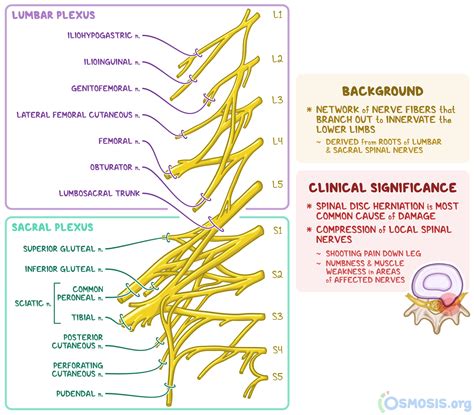 Gross Anatomy Glossary Lumbosacral Plexus Nerve Anato