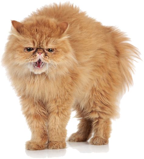 Download Angry Cat Transparent Images Angry Cat Transparent