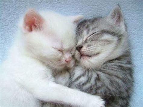 Two Cute Sleeping Kittens Hugging Each Other かわいい猫 子猫 かわいい動物の赤ちゃん