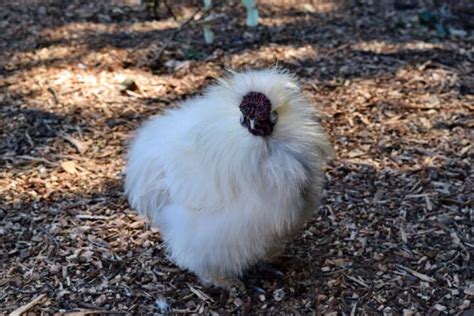 Silkie Rooster Characteristics How To Tell A Rooster From A Hen