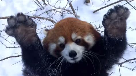Video Red Pandas Frolic In Snow Melt Hearts Abc7 Los Angeles