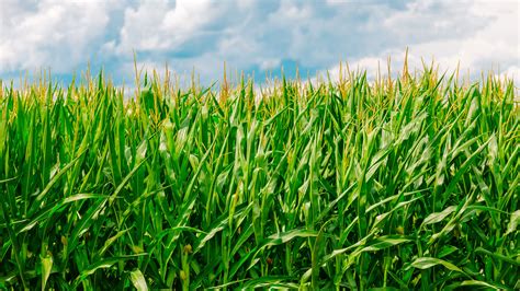 Download Wallpaper 3840x2160 Corn Field Summer Farm 4k