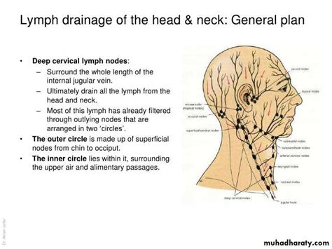 Posterior Cervical Chain Lymph Nodes Drainage Best Drain Photos