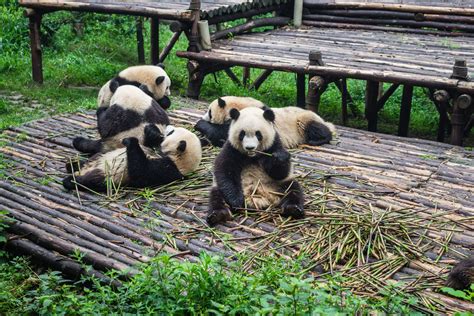 China Discovery Tour With Pandas Of Chengdu China Tours Mercury