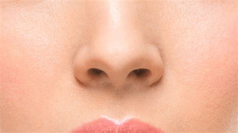 Nose Definition And Meaning With Pictures Picture Dictionary And Books