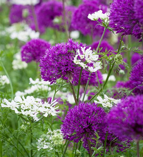 Buy Allium Hollandicum Purple Sensation Bulbs Sarah Raven