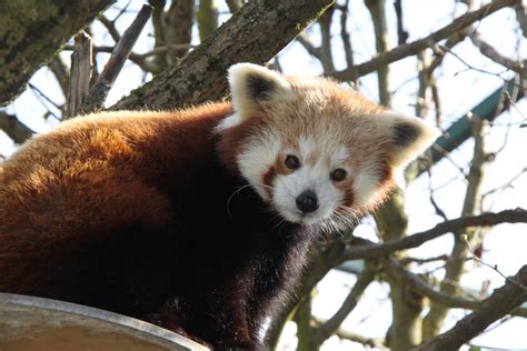 Zoo Linz Pandaweibchen Lim Bekommt Neuen Gefährten Pim Update Red