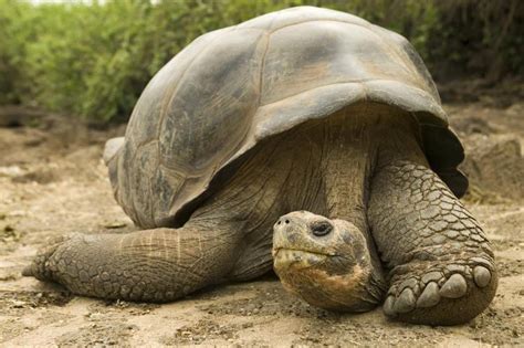 Galapagos Giant Tortoise At The Charles Darwin Research Station