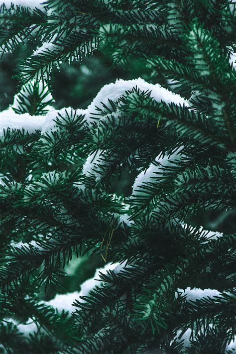 Spruce Branch Snow Winter Needles Bush Hd Phone Wallpaper Peakpx