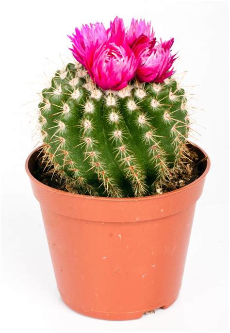 How Do I Choose The Best Cacti Seeds With Picture