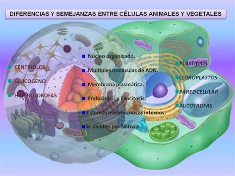 10 Diferencias Entre Celula Animal Y Vegetal Dinami