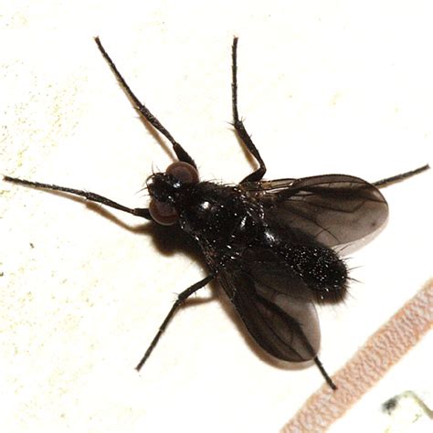 Small Black Fly Melanophora Roralis Bugguidenet