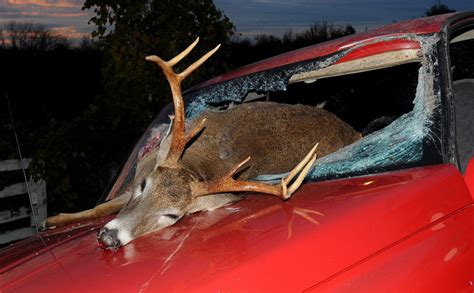 Driver Deer Collisions On The Rise State Farm Wslm Radio