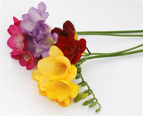 Check spelling or type a new query. Flowers by post from Guernsey Freesias by post, Carnations ...