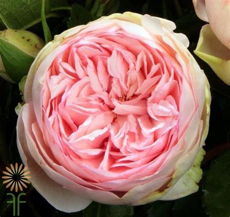 Bridal Piano Garden Roses Wholesale Flowers And Diy Wedding Flowers