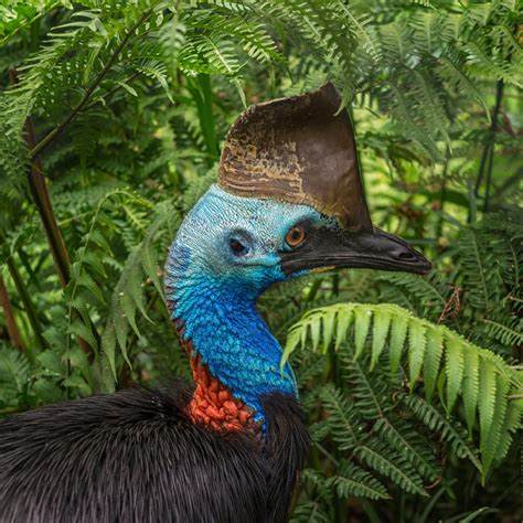 Queensland Tropical Rainforests One Earth