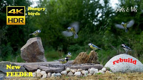 Birds Tits Hungry Birds On New Feeder 4K HDR CATs Tv YouTube