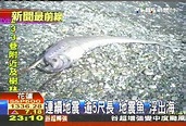 連續地震 逾5尺長「地震魚」浮出海││TVBS新聞網
