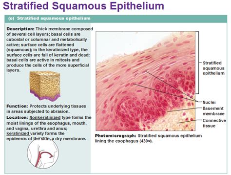 Eight Types Of Epithelial Tissue