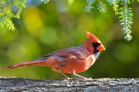 The Story Of Northern Cardinal West Virginia State Bird