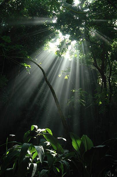Jungle Sunbeam Stock Photos Pictures And Royalty Free Images Istock