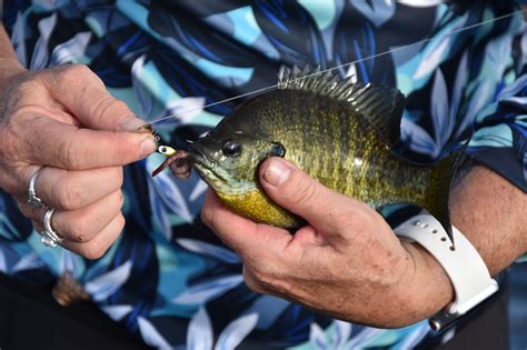 Bluegill Fishing With Bobbers And Worms