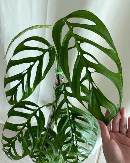 Monstera Esqueleto Care And Growing Guide Plantcarefully