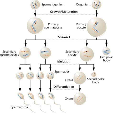 Difference Between Spermatogenesis And Oogenesis Spermatogenesis Vs