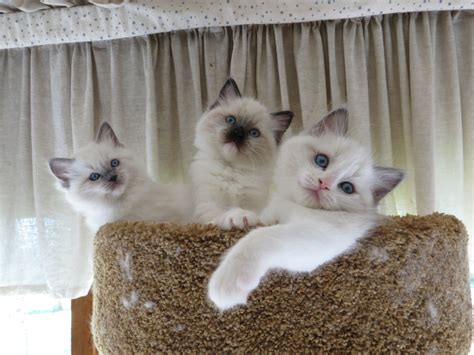 A breeder is not your only option for acquiring a ragdoll. Adoption at Crescent Moon Ragdolls - Crescent Moon ...