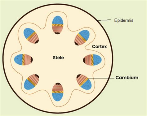 Cortex Is The Region Found Betweena Endodermis And Vascular Bundlesb