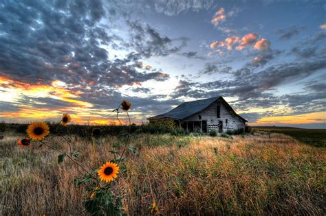 Photo Sunflower Sunset At Osage Barn Oklahoma