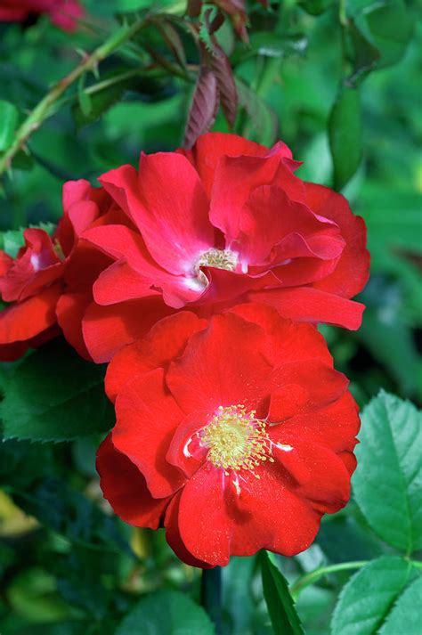 Floribunda Roses Rosa Cycloon Photograph By Brian Gadsbyscience