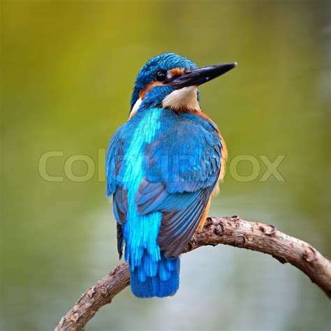 Beautiful Blue Kingfisher Bird Male Stock Photo Colourbox