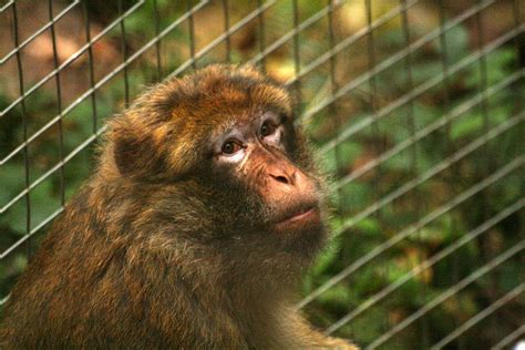 Charity Profile Wild Futures And The Primate Pet Trade Charity