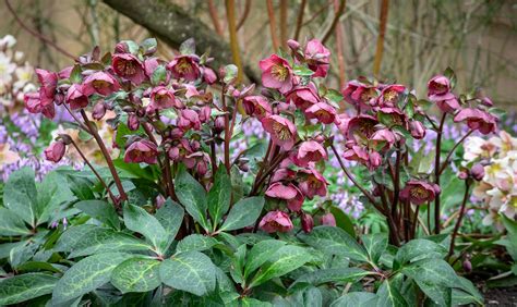 How To Plant Grow And Care For Hellebores Sarah Raven