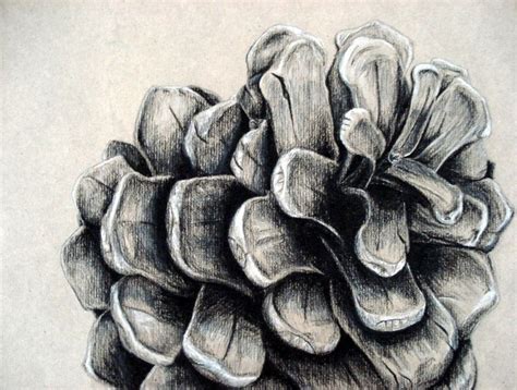 It's as important in charcoal drawing as it is in any other medium. 33 best Still life ideas: Pinecones images on Pinterest ...