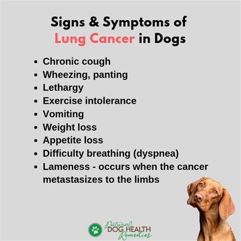 Signs and symptoms of lung cancer are not always present until the disease advances. Lung Cancer in Dogs - Symptoms, Causes, Treatment