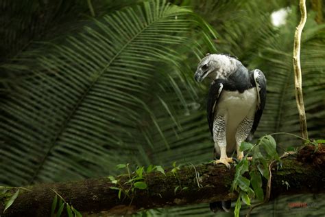 Wallpaper Forest Leaves White Birds Nature Plants Photography