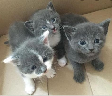 Cats And Kittens Rehome Buy And Sell Preloved Grey Kitten Baby Cats