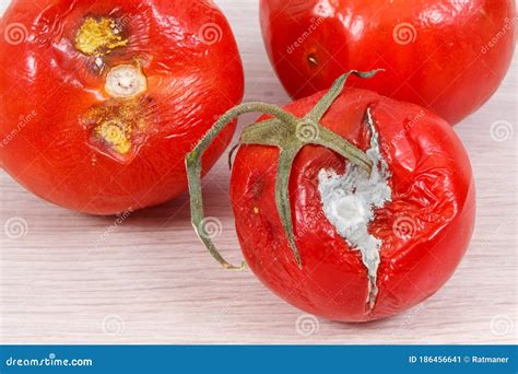 Old Moldy And Disgust Tomatoes Concept Of Unhealthy Vegetables Stock