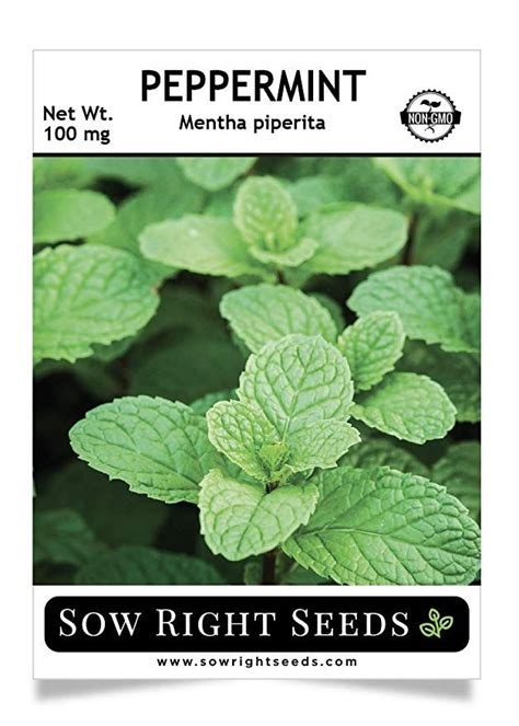 Sow Right Seeds Peppermint Seeds For Planting Non Gmo