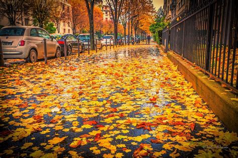 Wet Leaves On Autumn Sidewalk