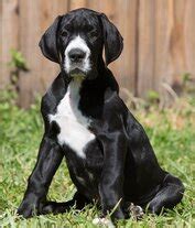 Great danes do a lot of growing and so it is important to ensure that your dog is properly nourished as a puppy and into adulthood to avoid developmental disorders. Full Euorpean Great Dane Puppies - Full European Great ...
