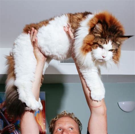 Not only does spaying a queen prevent her from the stress not only does spaying a queen prevent her from the stress and restlessness of pregnancy, it also stops the physical toll of an actual pregnancy. 10 Things You Didn't Know About The Maine Coon Breed ...