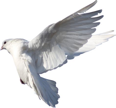 White Columbidae Pigeon Png Fichier Png Mart