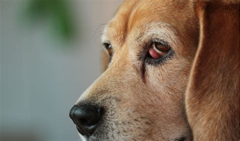 Cherry Eye In Dogs Petcoach