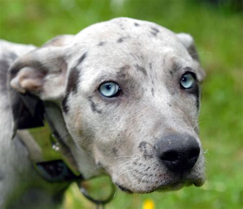 Catahoula Leopard 10 Things You Dont Know About The
