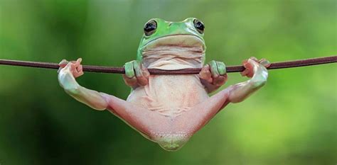 Mirá Las Imágenes Más Divertidas De Animales Salvajes Cute Frogs