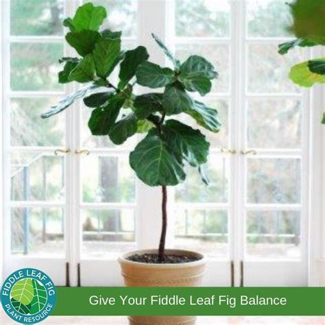 Click To Learn How Best To Prune And Shape Your Fiddle Leaf Fig Tree