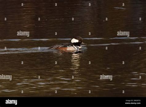 Hooded Mergansers In Breeding Season Flock Stock Photo Alamy